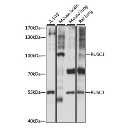 Western Blot - Anti-RUSC1 Antibody (A87594) - Antibodies.com