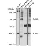 Western Blot - Anti-RUSC1 Antibody (A87594) - Antibodies.com