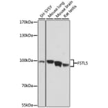 Western Blot - Anti-FSTL5 Antibody (A87597) - Antibodies.com
