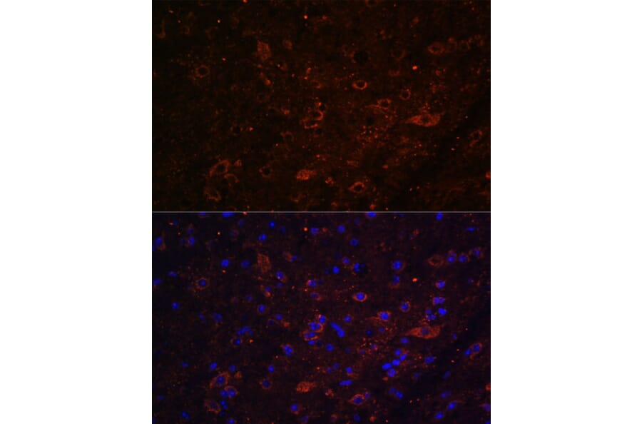 Immunofluorescence - Anti-FSTL5 Antibody (A87597) - Antibodies.com
