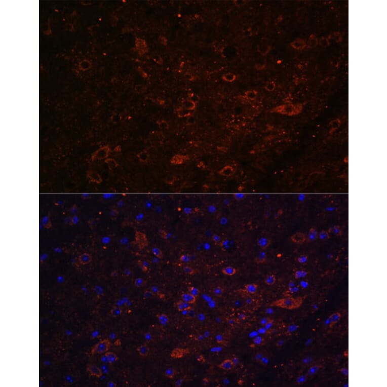Immunofluorescence - Anti-FSTL5 Antibody (A87597) - Antibodies.com