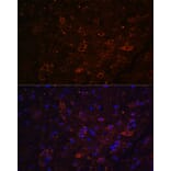 Immunofluorescence - Anti-FSTL5 Antibody (A87597) - Antibodies.com