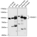 Western Blot - Anti-PDXDC1 Antibody (A87599) - Antibodies.com