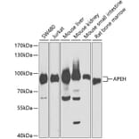 Western Blot - Anti-APH Antibody (A87600) - Antibodies.com