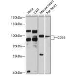 Western Blot - Anti-CD36 Antibody (A1470) - Antibodies.com