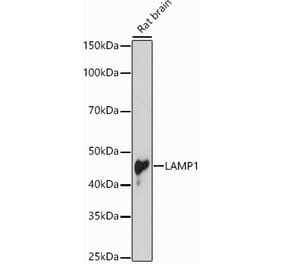 Western Blot - Anti-LAMP1 Antibody (A87605) - Antibodies.com