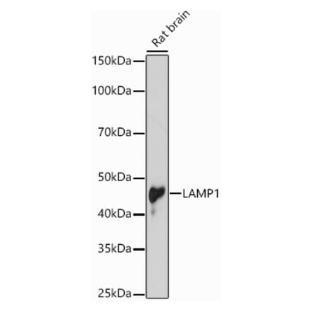 Western Blot - Anti-LAMP1 Antibody (A87605) - Antibodies.com