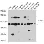 Western Blot - Anti-DNA Polymerase Kappa / POLK Antibody (A87606) - Antibodies.com