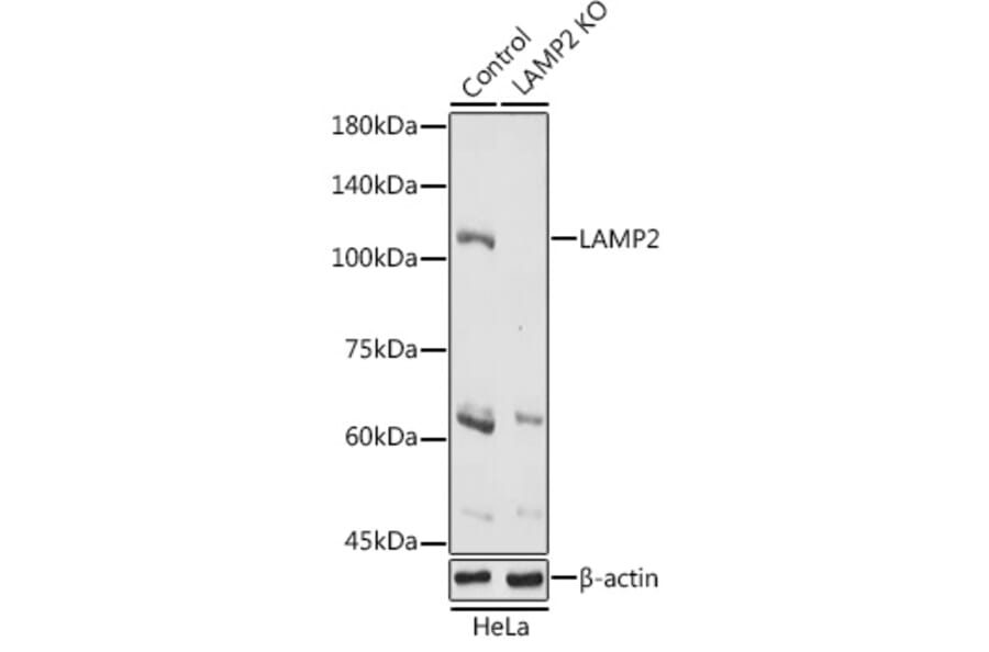 Western Blot - Anti-LAMP2 Antibody (A87608) - Antibodies.com
