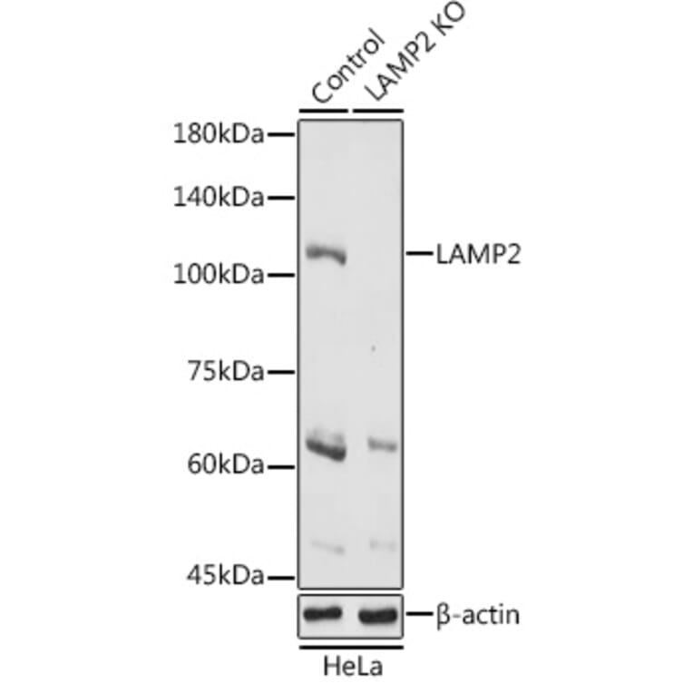 Western Blot - Anti-LAMP2 Antibody (A87608) - Antibodies.com