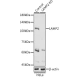 Western Blot - Anti-LAMP2 Antibody (A87608) - Antibodies.com