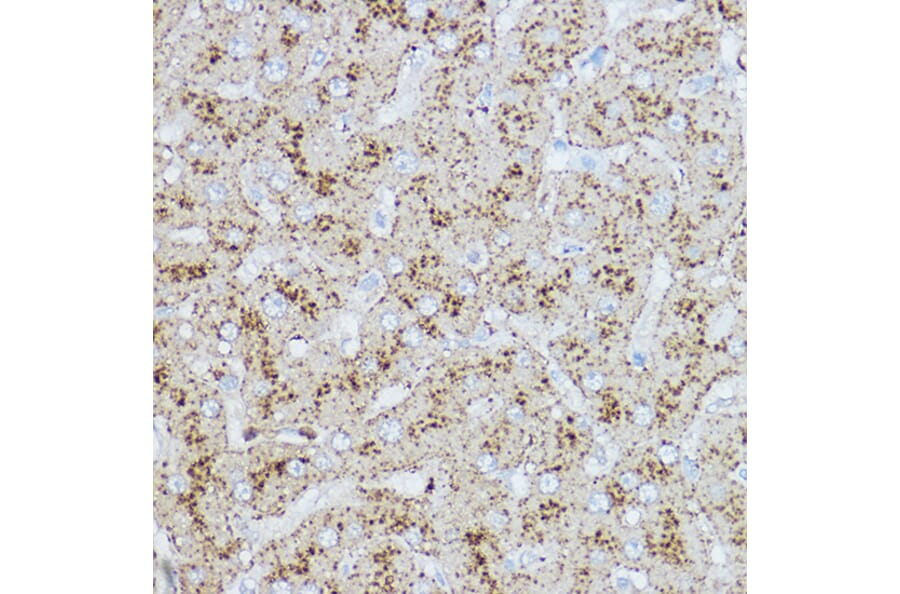 Immunohistochemistry - Anti-LAMP2 Antibody (A87608) - Antibodies.com