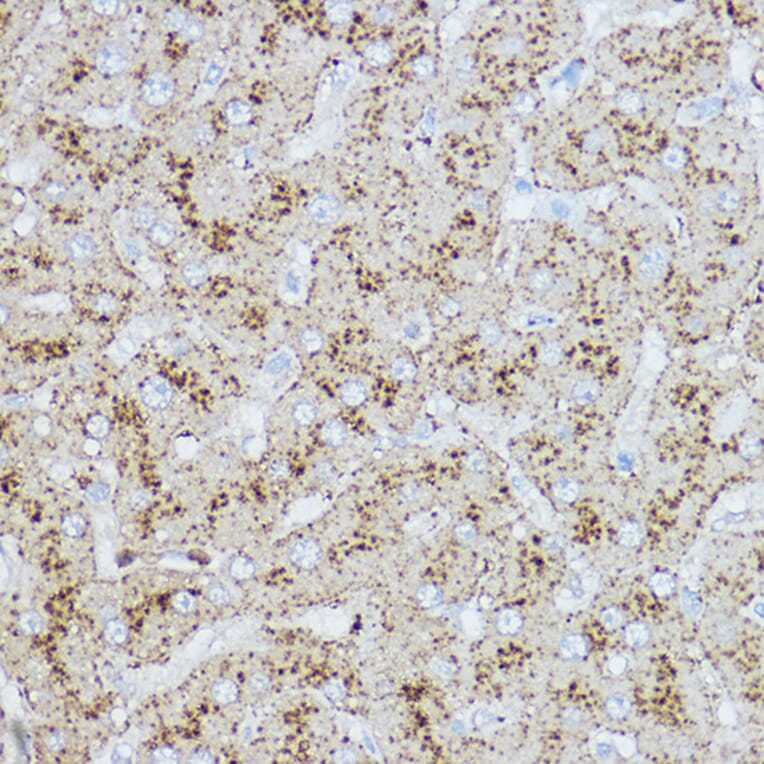 Immunohistochemistry - Anti-LAMP2 Antibody (A87608) - Antibodies.com