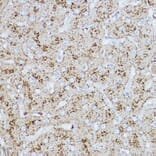 Immunohistochemistry - Anti-LAMP2 Antibody (A87608) - Antibodies.com