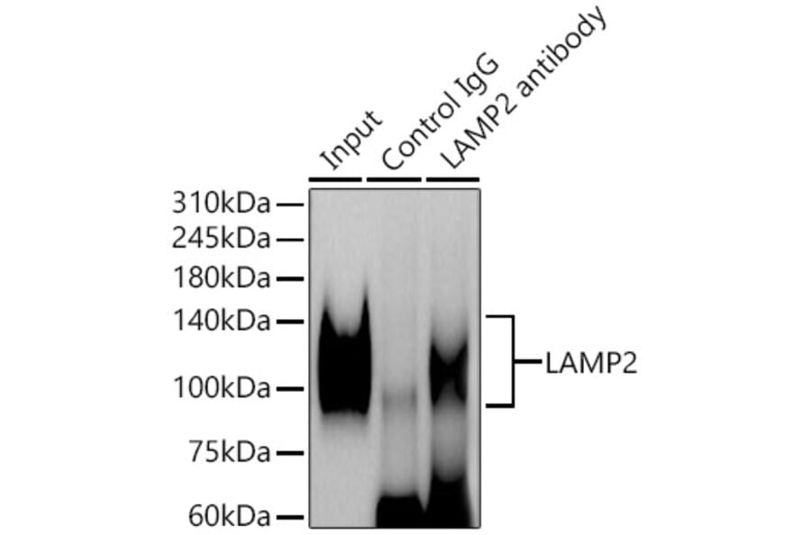 Western Blot - Anti-LAMP2 Antibody (A87608) - Antibodies.com