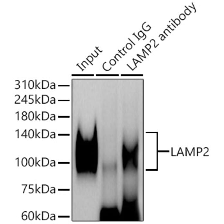 Western Blot - Anti-LAMP2 Antibody (A87608) - Antibodies.com