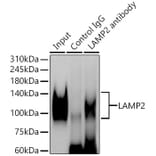 Western Blot - Anti-LAMP2 Antibody (A87608) - Antibodies.com