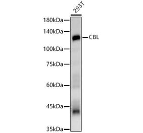 Western Blot - Anti-CBL Antibody (A87609) - Antibodies.com