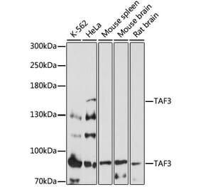 Western Blot - Anti-TAF3 Antibody (A87610) - Antibodies.com
