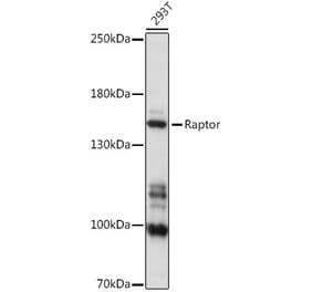 Western Blot - Anti-Raptor Antibody (A87611) - Antibodies.com