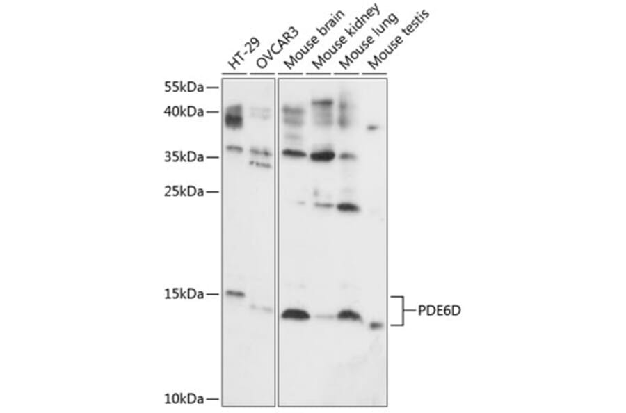 Western Blot - Anti-PDE6D Antibody (A87615) - Antibodies.com