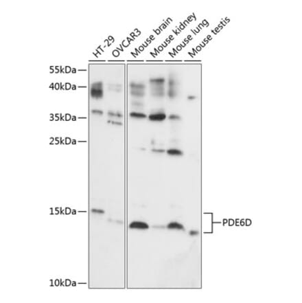 Western Blot - Anti-PDE6D Antibody (A87615) - Antibodies.com