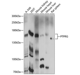 Western Blot - Anti-PTPRG Antibody (A87617) - Antibodies.com