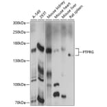 Western Blot - Anti-PTPRG Antibody (A87617) - Antibodies.com