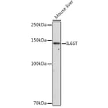 Western Blot - Anti-CD130 (gp130) Antibody (A87618) - Antibodies.com