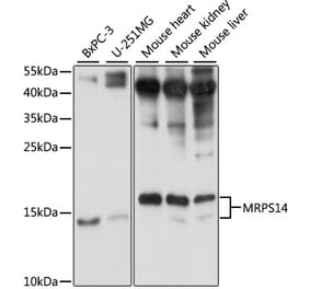 Western Blot - Anti-MRPS14 Antibody (A87619) - Antibodies.com