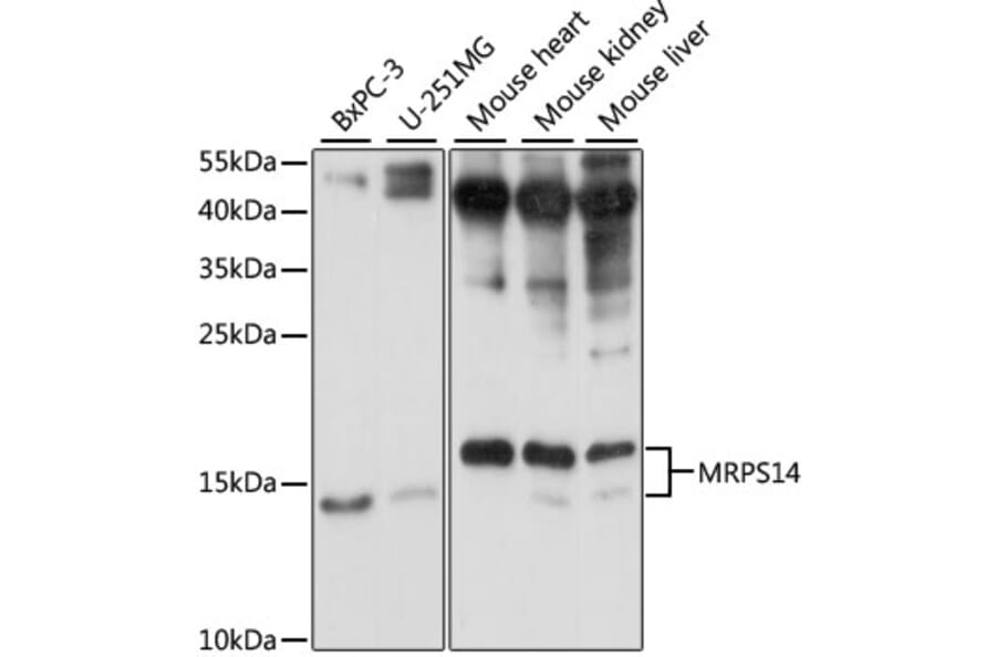 Western Blot - Anti-MRPS14 Antibody (A87619) - Antibodies.com