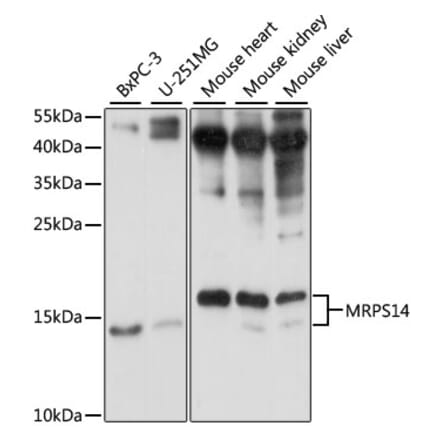 Western Blot - Anti-MRPS14 Antibody (A87619) - Antibodies.com