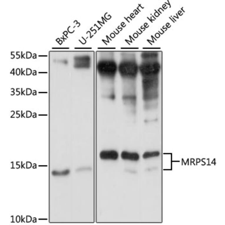 Western Blot - Anti-MRPS14 Antibody (A87619) - Antibodies.com