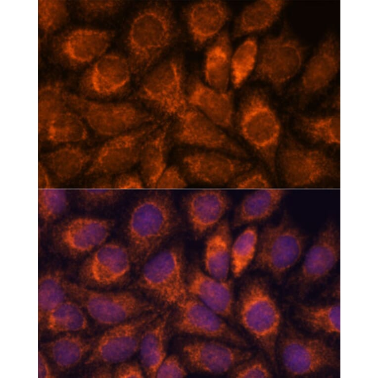 Immunofluorescence - Anti-MRPS14 Antibody (A87619) - Antibodies.com