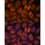 Immunofluorescence - Anti-MRPS14 Antibody (A87619) - Antibodies.com