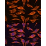 Immunofluorescence - Anti-MRPS14 Antibody (A87619) - Antibodies.com