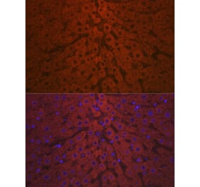 Immunofluorescence - Anti-C3 Antibody (A87620) - Antibodies.com