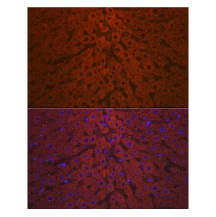 Immunofluorescence - Anti-C3 Antibody (A87620) - Antibodies.com