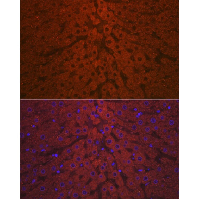 Immunofluorescence - Anti-C3 Antibody (A87620) - Antibodies.com
