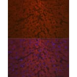 Immunofluorescence - Anti-C3 Antibody (A87620) - Antibodies.com