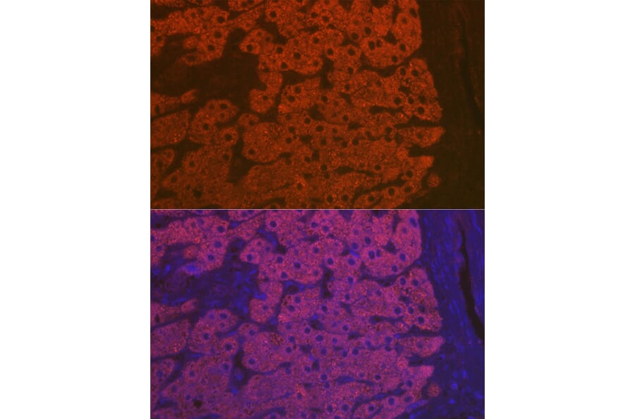 Immunofluorescence - Anti-C3 Antibody (A87620) - Antibodies.com