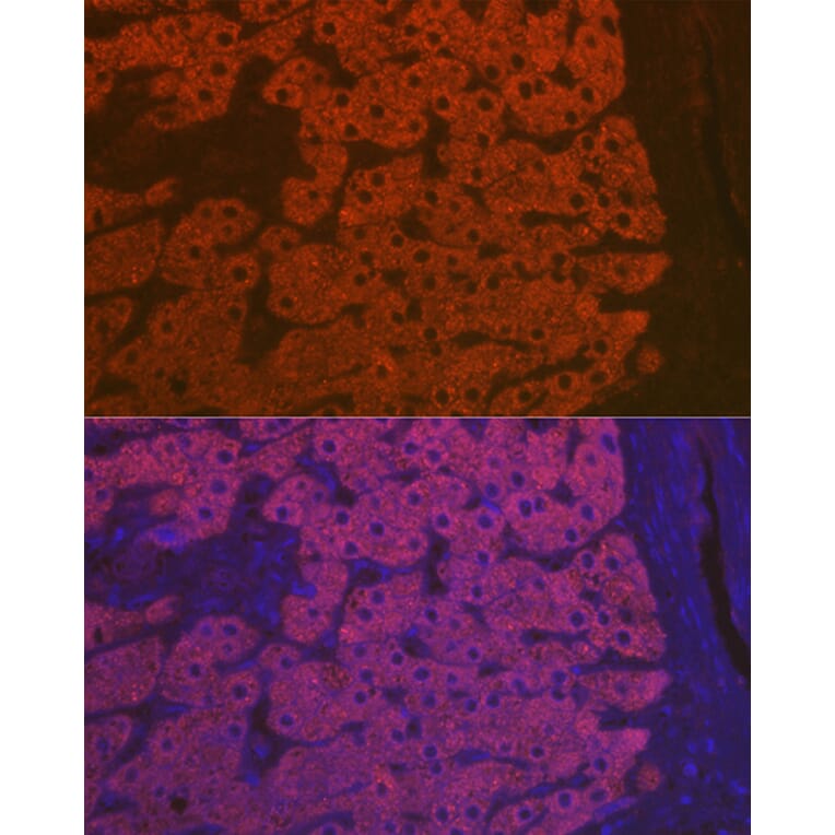 Immunofluorescence - Anti-C3 Antibody (A87620) - Antibodies.com