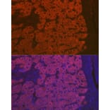 Immunofluorescence - Anti-C3 Antibody (A87620) - Antibodies.com