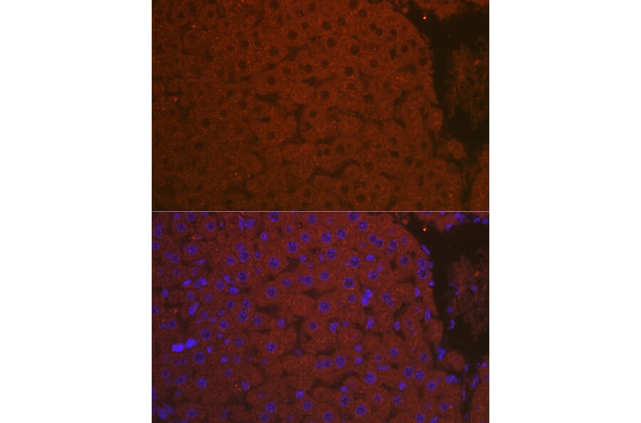 Immunofluorescence - Anti-C3 Antibody (A87620) - Antibodies.com