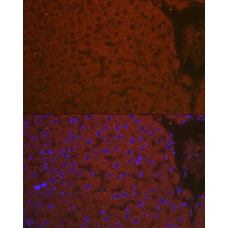 Immunofluorescence - Anti-C3 Antibody (A87620) - Antibodies.com
