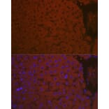Immunofluorescence - Anti-C3 Antibody (A87620) - Antibodies.com