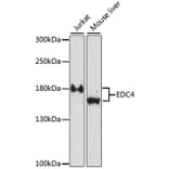 Western Blot - Anti-EDC4 Antibody (A87621) - Antibodies.com