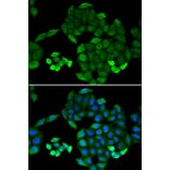 Immunofluorescence - Anti-PTS Antibody (A14055) - Antibodies.com