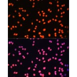 Immunofluorescence - Anti-ZNF581 Antibody (A87624) - Antibodies.com