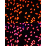 Immunofluorescence - Anti-ZNF581 Antibody (A87624) - Antibodies.com